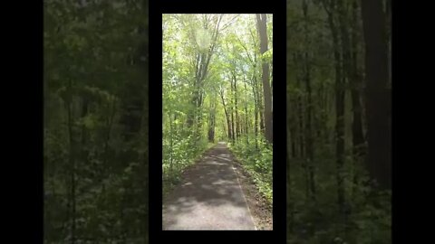 Nature walk in the woods