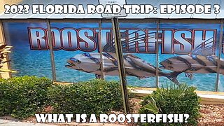 2023 FLORIDA ROAD TRIP: EPISODE 3 What is a Roosterfish?
