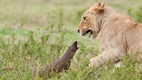 Brave Mongoose Fends Off Four Lions While They Try To Attack