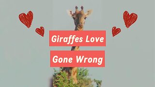 Giraffes Unique Love Ritual Gone Wrong, Yuck!