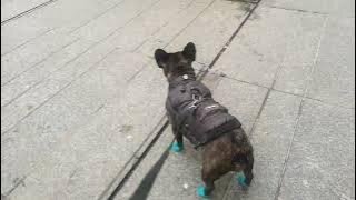 Cute French Bulldog Morning Walk