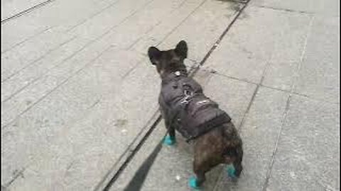 Cute French Bulldog Morning Walk