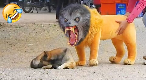 Funny prank with fake lion and tiger against dogs