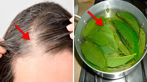 Guava Leaf Ends Hair Loss and Stimulates Hair Growth