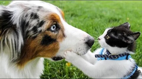 Cats vs. Dogs: Who's funnier? The Ultimate Showdown #funnycats #Petsandwild