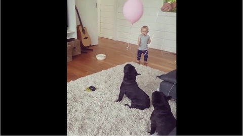 French Bulldogs entertain baby by balloon bouncing