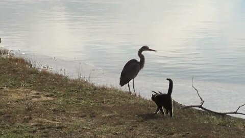 This farm cat rules! Watch as she challenges a big Heron! Southern Illinois Wildlife minute