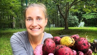 It's Time to Harvest Potatoes!