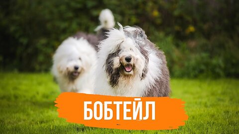 📹 Бобтейл - Интересные факты о собаке →