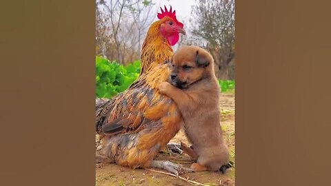 Friendship / puppy and chicken . A beautiful moment #shorts