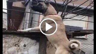 Ginat Anatolian Shepherd Dog in the Garden