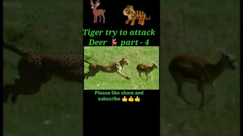 Tiger try to attacked Deer 🦌 part -4 #shorts #shortvideo #youtubeshorts