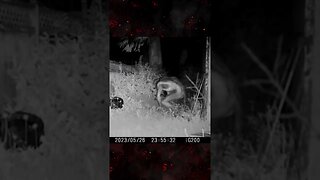 Did You See It? - Possible Skinwalker - Trail Cam #spooky #paranormal #ghost #ghosthunting #scary