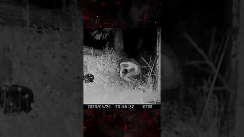 Did You See It? - Possible Skinwalker - Trail Cam #spooky #paranormal #ghost #ghosthunting #scary