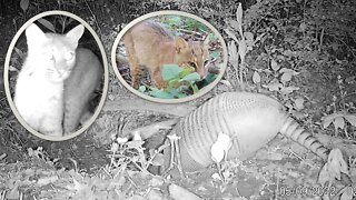 A secret look at an Armadillo's den. This may surprise you-12 different species showed up!