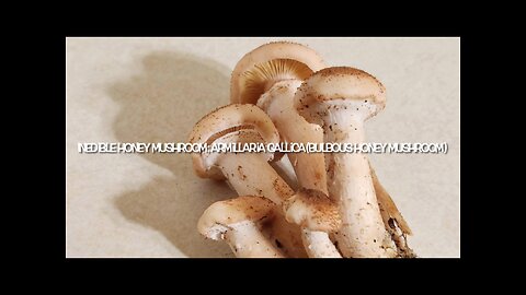 Wild Mushroom Forage: Honey Mushroom Armillaria Gallica (bulbous honey mushroom)