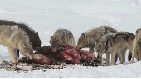 The bloody hunt of wolves in preying on their victims