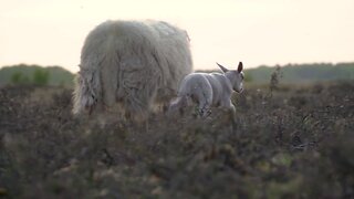 Sheep walks with its kid on a meadow code