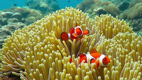Clownfish are very beautiful, but they are very aggressive