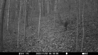 Trigger Bigger buck 11-3-2022