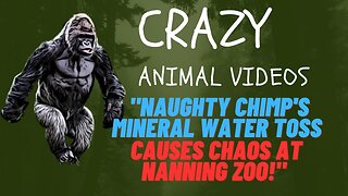Chaos at Nanning Zoo- Mischievous Chimp Throws Mineral Water Bottle, Hits Visitor!