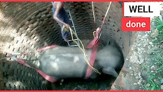 Elephant gets rescued from well using crane
