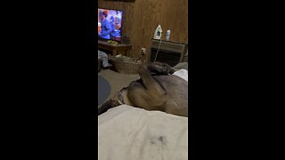 Puppy slides off couch while sleeping