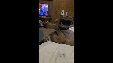 Puppy slides off couch while sleeping