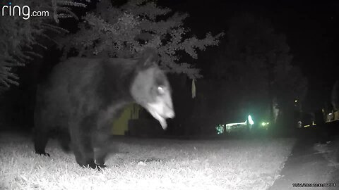 silly bear sticks it's tongue out at camera...