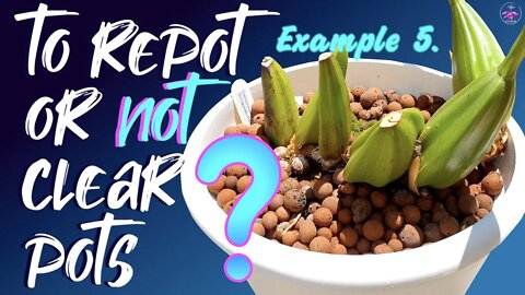 Tips to correctly know how is the climate in your pot? What if you cannot see your roots? #repotme