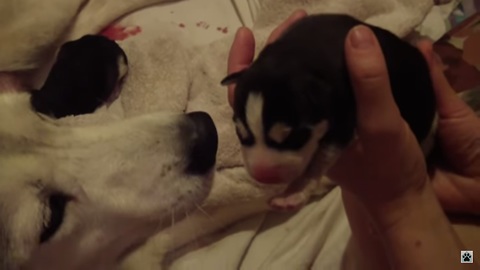 Dog Screams Bloody Murder Giving Birth: 2nd Puppy Birth