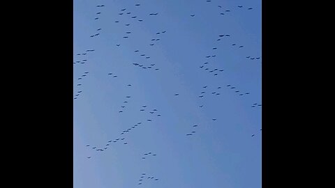 Big Flock of high flying Sandhill Cranes