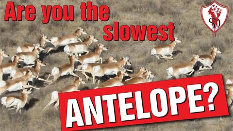 Are You the Slowest Antelope 🐎?