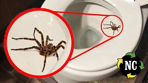 5 criaturas que podem rastejar pelo seu vaso sanitário e como detê-las. Vai de aranha a gambá