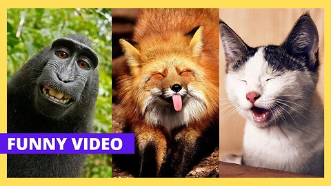Funniest Pets and beautiful animals compilation 2023