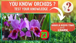 DO YOU KNOW ORCHIDS? WHAT IS THE NAME OF THIS ORCHID?HAVE FUN IDENTIFYING THIS ORCHID