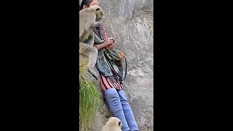 Cute Animals funny video 🐒🐒🐒🐒🐒