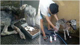 Haski je bio kost i koža. 10 mjeseci kasnije, on je potpuno novi pas!