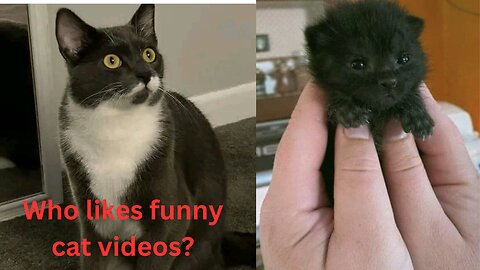 New Funny Cats And Kittens Viral Cat 2023 Funniest Animals Amazing cats