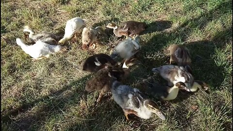 Muscovy cross Ducklings, on the grass 22nd December 2021