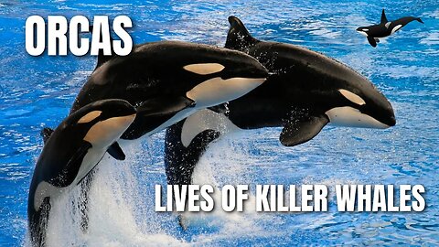 Orcas: The Lives of Killer Whales #education #world #nature #orca