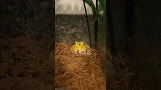 Mango the PacMan Frog Eating a Hornworm