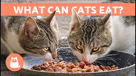 What Can New Born Cats Eats ? 😊 | VibesOfAnimals