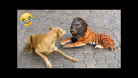 New Funny Animals Funniest Cats and Dogs Videos