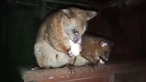 Bandit, the Australian Possum and her baby 12th February 2021 ( Part 1)