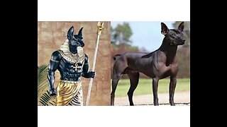 10 Most Ancient Dog Breeds On Earth