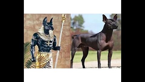 10 Most Ancient Dog Breeds On Earth