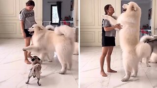 Giant Dog Gives Owner An Enormous Hug