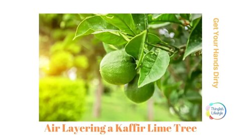 Air Layering a Kaffir Lime Tree - Get Your Hands Dirty with Katae