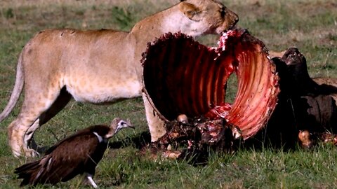 Cheeky vulture wisely gives gorging lionesses a wide berth